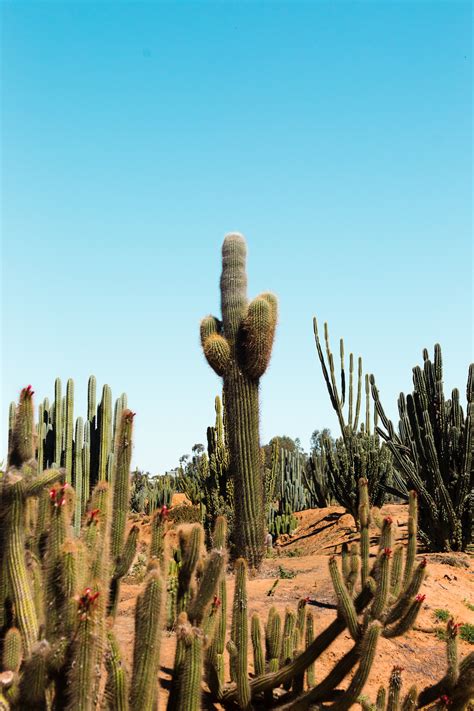 chip mooney. - Cactus Country, Australia