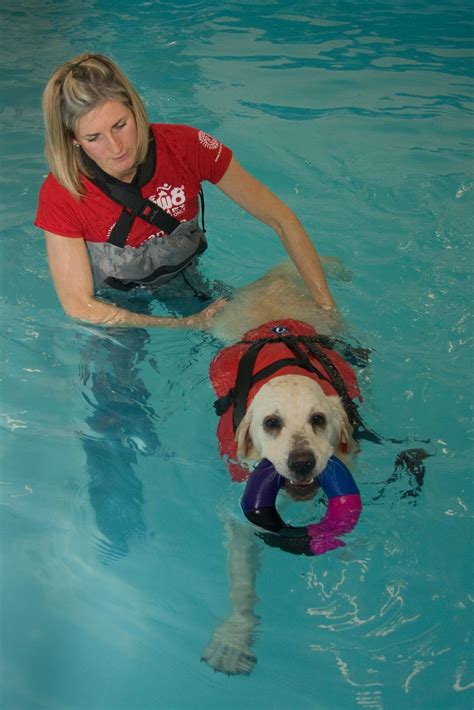 hydrotherapy for dogs | Indoor dog park, Therapy dogs, Pet businesses