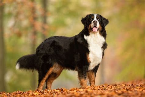 Berner Sennenhunde im Rasseporträt | Deine Tierwelt