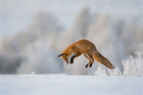 jumping fox at snow - 1 | Jumping fox, Fox, Pet fox