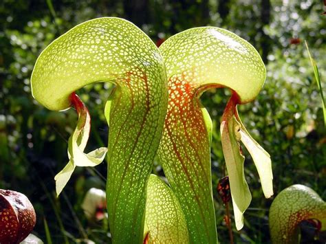 Cobra Lily (Darlingtonia californica) - Carnivorous Plant Resource