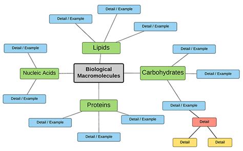 Create A Concept Map Of Biomolecules | Worksheets Samples