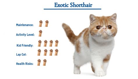 Exotic Shorthair Cat Breed… Everything You Need to Know at a Glance!