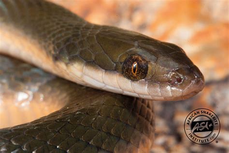 Common Brown Water Snake - African Snakebite Institute