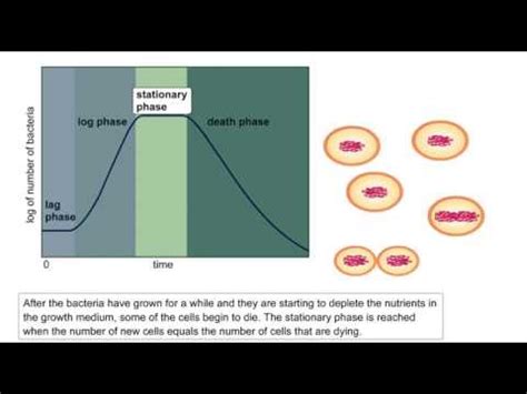 Bacterial Growth Full Animation Video | ScienceRoot - YouTube