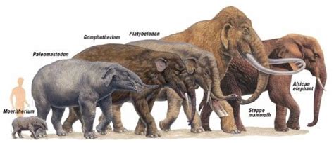 A modern elephant and its ancestors Prehistoric Wildlife, Prehistoric ...