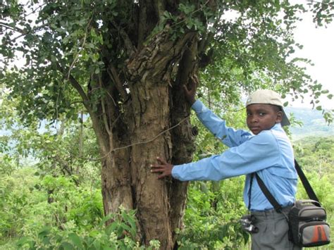 The Tree – African Blackwood Conservation Project