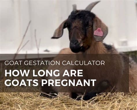 How long are goats pregnant [ gestation calculator] - Grazing with Leslie