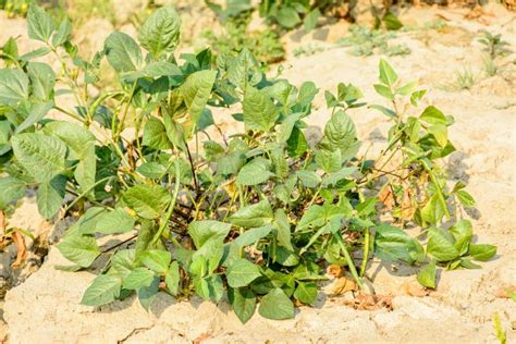 Photo of Cow Bean Plant in the Farm Stock Image - Image of meal, bean: 109966569