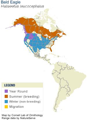 Bald Eagle - Wildlife Images Rehabilitation and Education Center