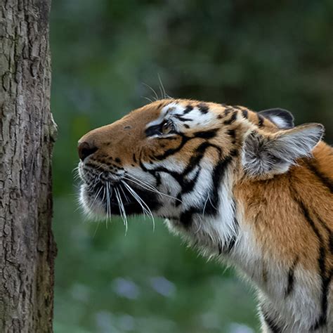 Tiger Safari and Golden Triangle Tour - Best tiger safaris in India