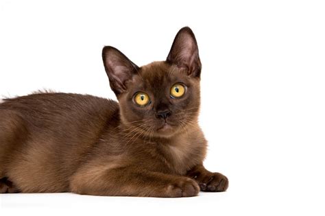 Most Popular Brown Cat Breeds [With Pictures]