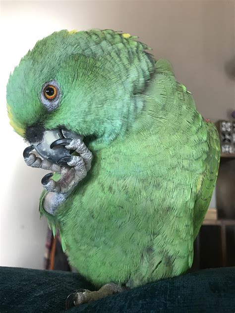 Self scritches are the best scritches! : r/parrots