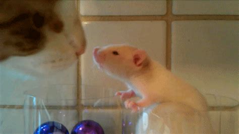 Cute Rat Gif - Animasi gif