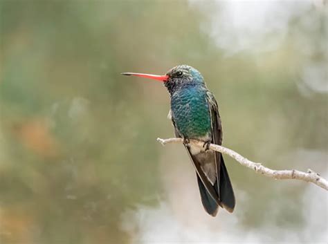 Madera Canyon Birding - 250+ Amazing Species of Birds