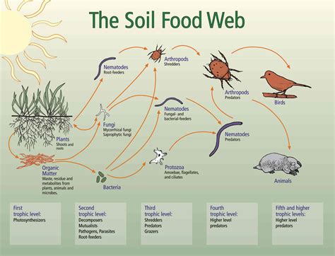 The Soil Foodweb