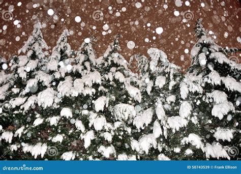 Snowy Evergreens Stock Photo - Image: 50743539