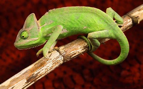 Chameleon Wallpapers - Wallpaper Cave