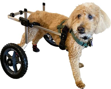 🥇7 Best Dog Wheelchairs to Buy in (March 2021) - Buyer’s Guide