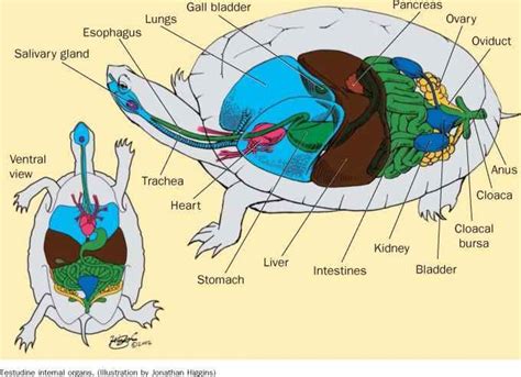 228 best Anatomy. Reptile images on Pinterest | Reptiles, Animal ...