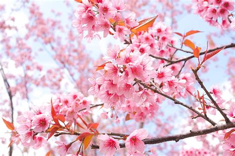 HD wallpaper: cherry, Flowers, branch, Sakura | Wallpaper Flare