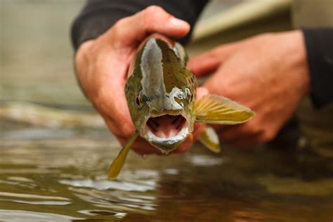 Best Fishing in Idaho | Newdale, ID | Rocky Mountain Elk Ranch