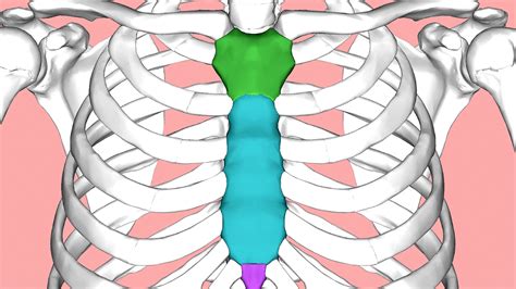 Sternum Injury Symptoms - Injury Choices