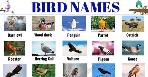 Bird Names: List of 35+ Popular Types of Birds with ESL Picture - English Study Online