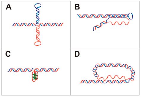 IJMS | Free Full-Text | Recognition of Local DNA Structures by p53 Protein