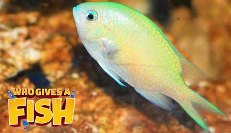 Green Chromis - Who Gives A Fish