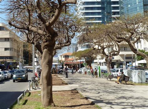 Tel Aviv White City Architecture Tour (Self Guided), Tel Aviv, Israel