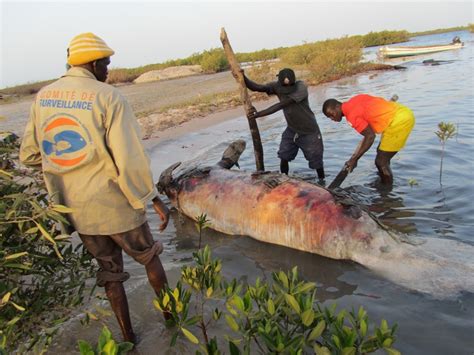 In Search of 'Mamiwata': Senegal: Manatee necropsy in Bamboung