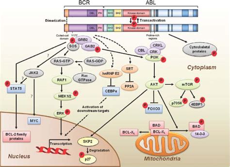 Chronic Leukemias | Oncohema Key