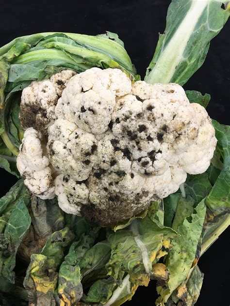 Alternaria Leaf Spot of Cauliflower | Ohio Veggie Disease News