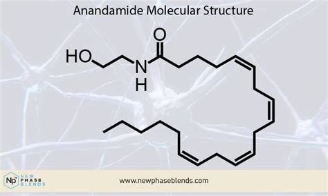 All About Anandamide, the Endocannabinoid of Wonder