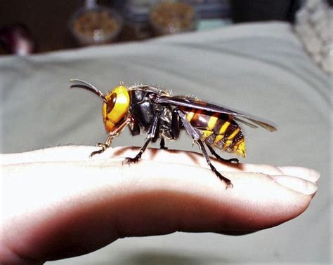 Asian giant hornet « OSU Extension Service Metro-area Master Gardener Newsletter