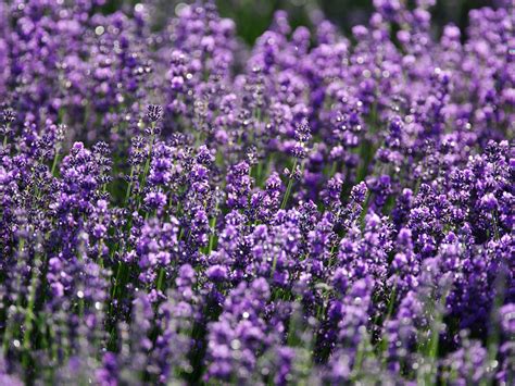 Lavanda: usos, cuidados y todo lo que necesitas saber | Architectural ...