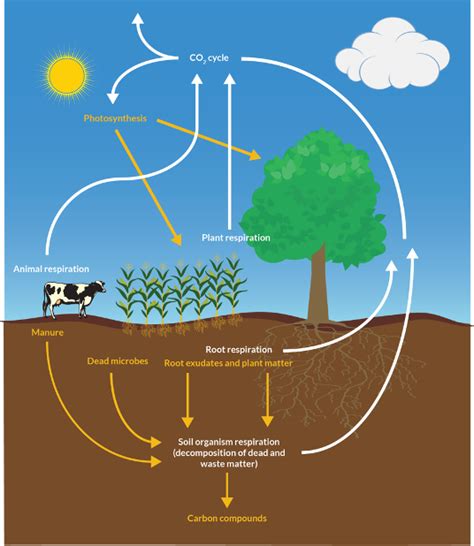 How much do soil health practices increase soil carbon? – Crops and Soils