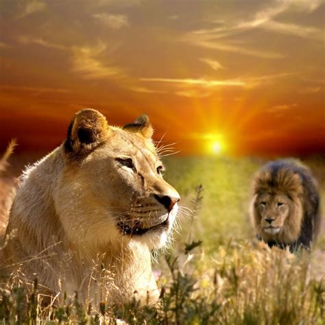 Pride Of African Lions iPad Air Wallpapers Free Download