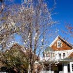 Callery Pear Tree Identification || Identifying Pyrus calleryana