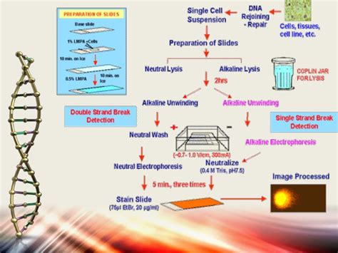 Apoptosis assays detection and methods