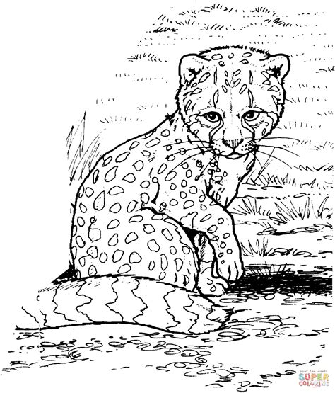 Cheetah Coloring Pages Realistic : Cheetah illustration of cheetah head in line art style cheetah.