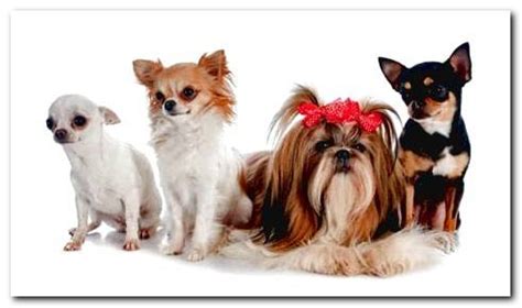 Small Dog Breeds - Dogsis