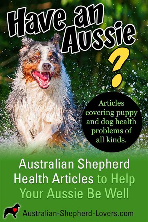 Australian Shepherd Health Issues | Puppy And Dog Health Problems