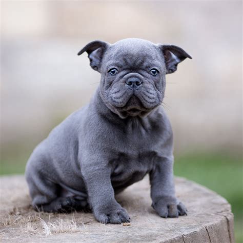 Blue French Bulldog - The Ultimate Guide - French Bulldog Breed