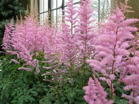 Astilbe Colors - The Stars of a Shade Garden