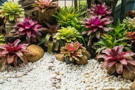 Bromeliad Care » Top Tips on Keeping Them Happy | Vertikal garden