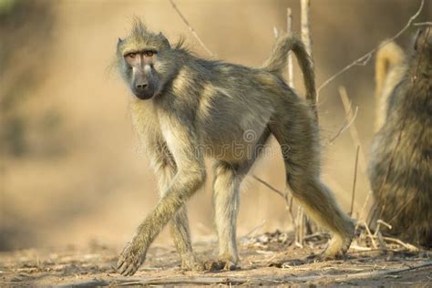 Baboon Walking Though Tall Grass Stock Photo - Image of brown, tail ...