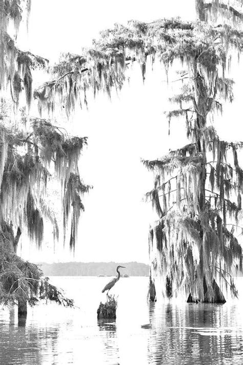 BALD CYPRESS TREES HERON LAKE MARTIN LOUISIANA SWAMP BLACK AND WHITE ...