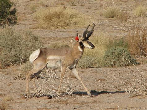 Rare Sonoran Pronghorn are Rebounding – Updates from the U.S. Fish and Wildlife Service – Medium